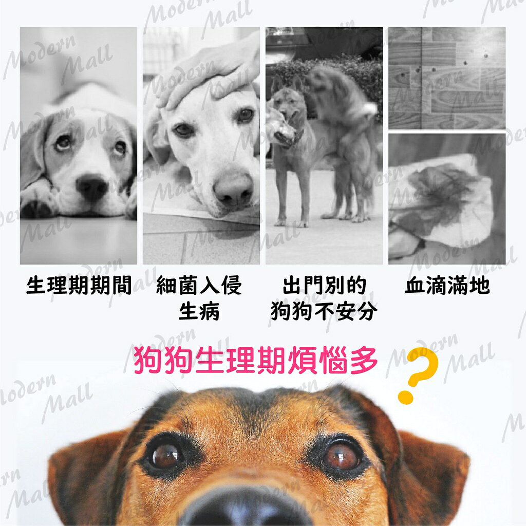 狗狗生理褲【Ｎｅｗ舒適新款💎免運現貨】寵物生理褲 狗生理褲 狗內褲 寵物內褲 不外漏 可更換 防感染 1