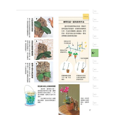 全年度蝴蝶蘭栽培基礎書 6