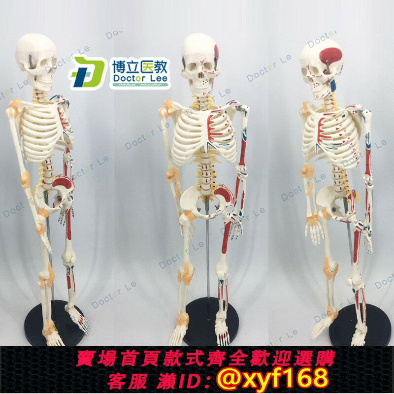 {保固一年 可打統編}可活動骨架標肌肉解剖脊椎骷髏小針刀正骨針灸85cm人體骨骼模型