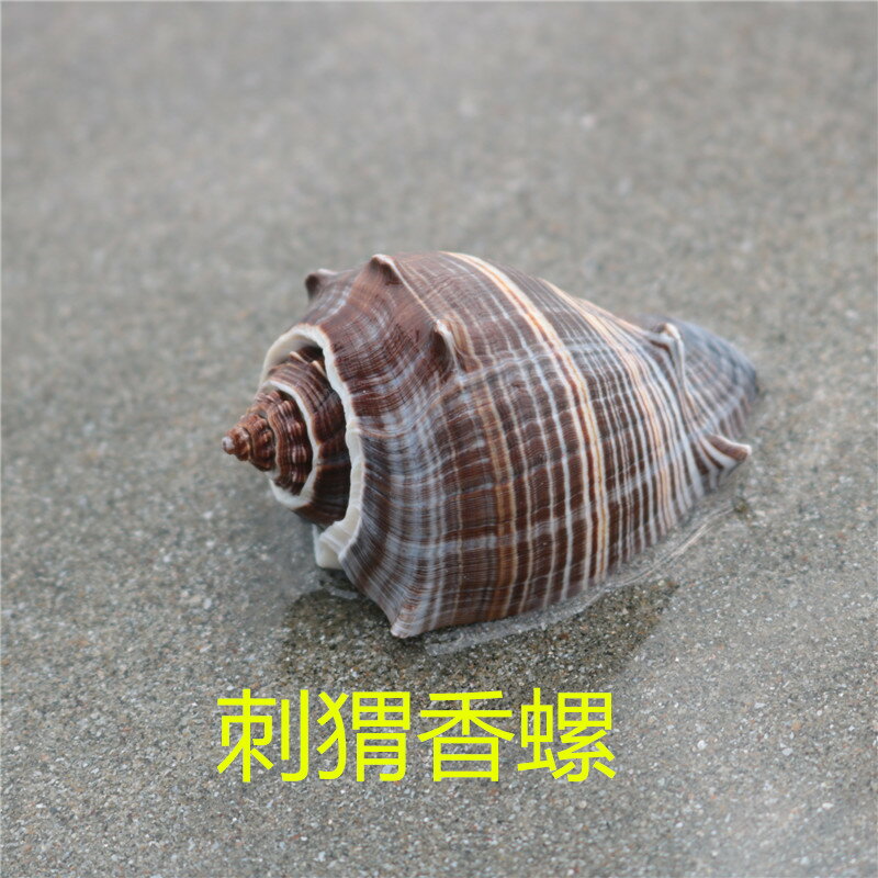 天然貝殼海螺手工diy裝飾品微景觀卷貝魚寄居蟹替換殼魚缸造景珊