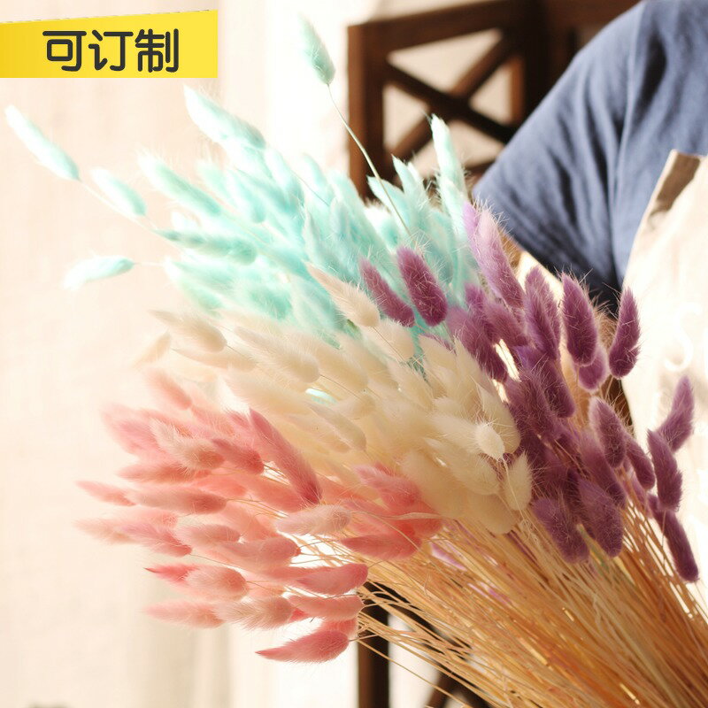 兔尾草原生態家居裝飾擺設藝術干花干草兔尾草拍攝道具小兔尾 0