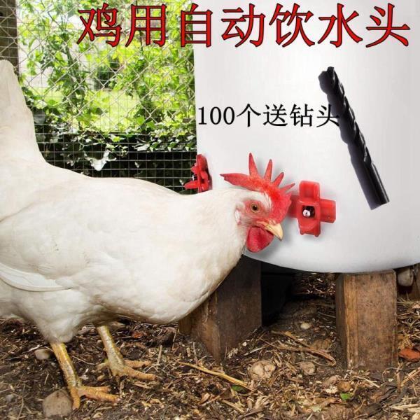 雞用小雞飲水器散養雞用飲水乳頭養雞設備養殖用小雞喝水餵水器