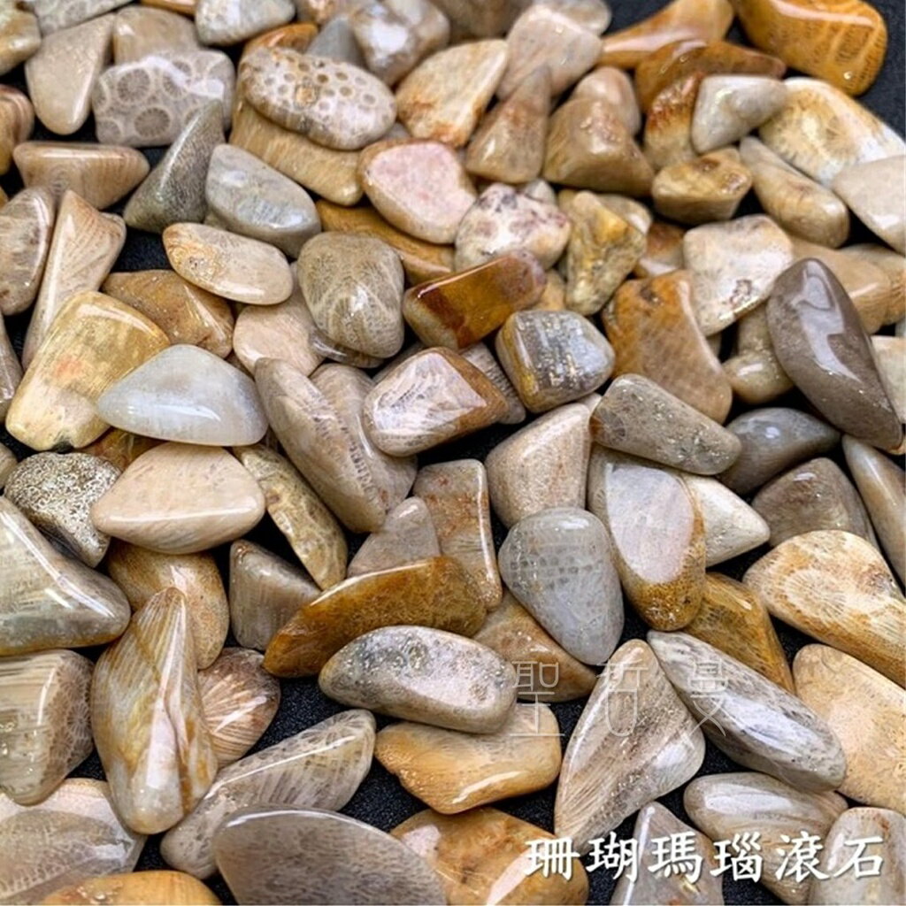 珊瑚瑪瑙滾石 珊瑚化石 瑪瑙 ~幫助團體的和諧合作，展現自己能力與魅力。 (Agatized Coral) 🔯聖哲曼🔯