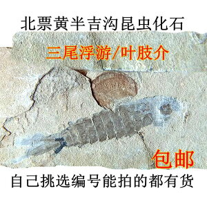 三尾蜉蝣昆蟲化石擺放石材動物招財復古天然古生物科普標本7777