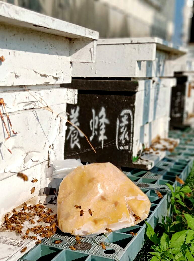 100%生鮮蜂蛹1公斤(1000g)．原價1000元 特價700元