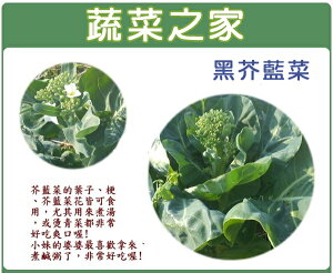 【蔬菜之家】黑芥藍菜種子(有兩種規格可選)