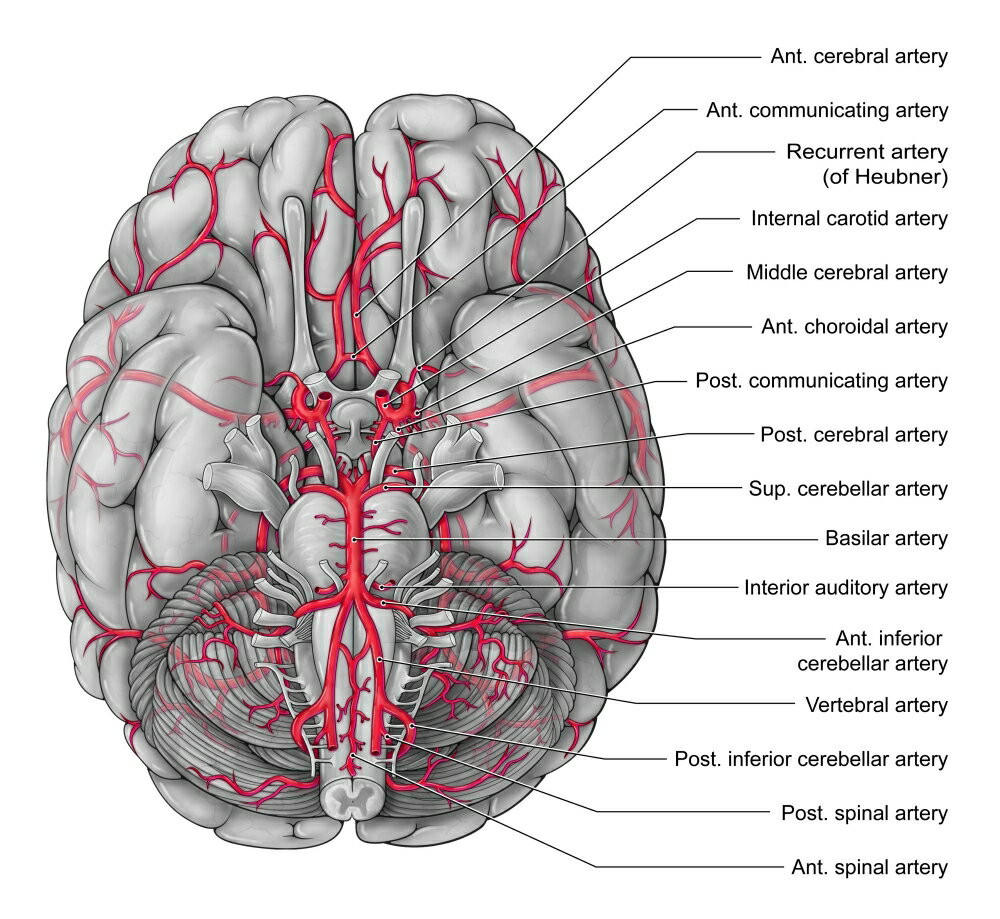 Posterazzi: Arteries of the Brain Illustration Rolled Canvas Art - Evan ...