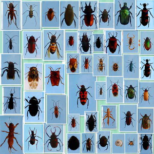 真實昆蟲標本合成樹脂制造兒童科普玩具標本擺件其他昆蟲接受定做