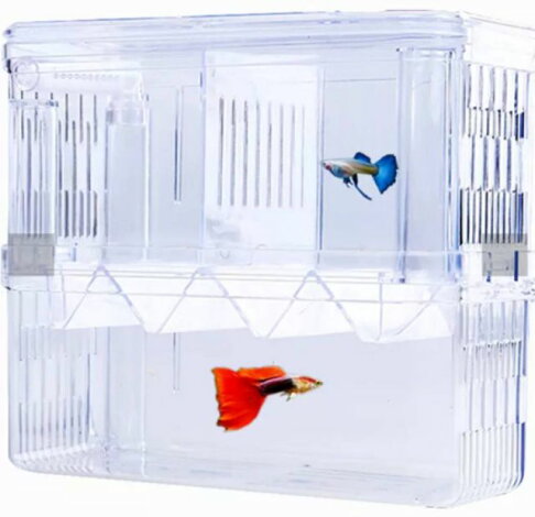 自浮式ipo 飼育盒繁殖盒產卵隔離孔雀魚鬥魚方便簡易 金金水族直營店 樂天市場rakuten 自浮式ipo 飼育盒繁殖盒產卵隔離孔雀魚鬥魚方便簡易 金金水族直營店 樂天市場rakuten