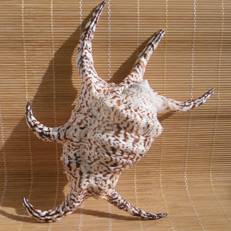 天然超大海螺貝殼蜘蛛螺筆架螺水字螺六角螺墻貼裝飾水族魚缸造景