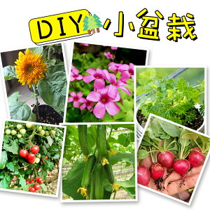 兒童手工diy幼兒園制作開心農場盆栽迷你創意種植杯材料包小植物