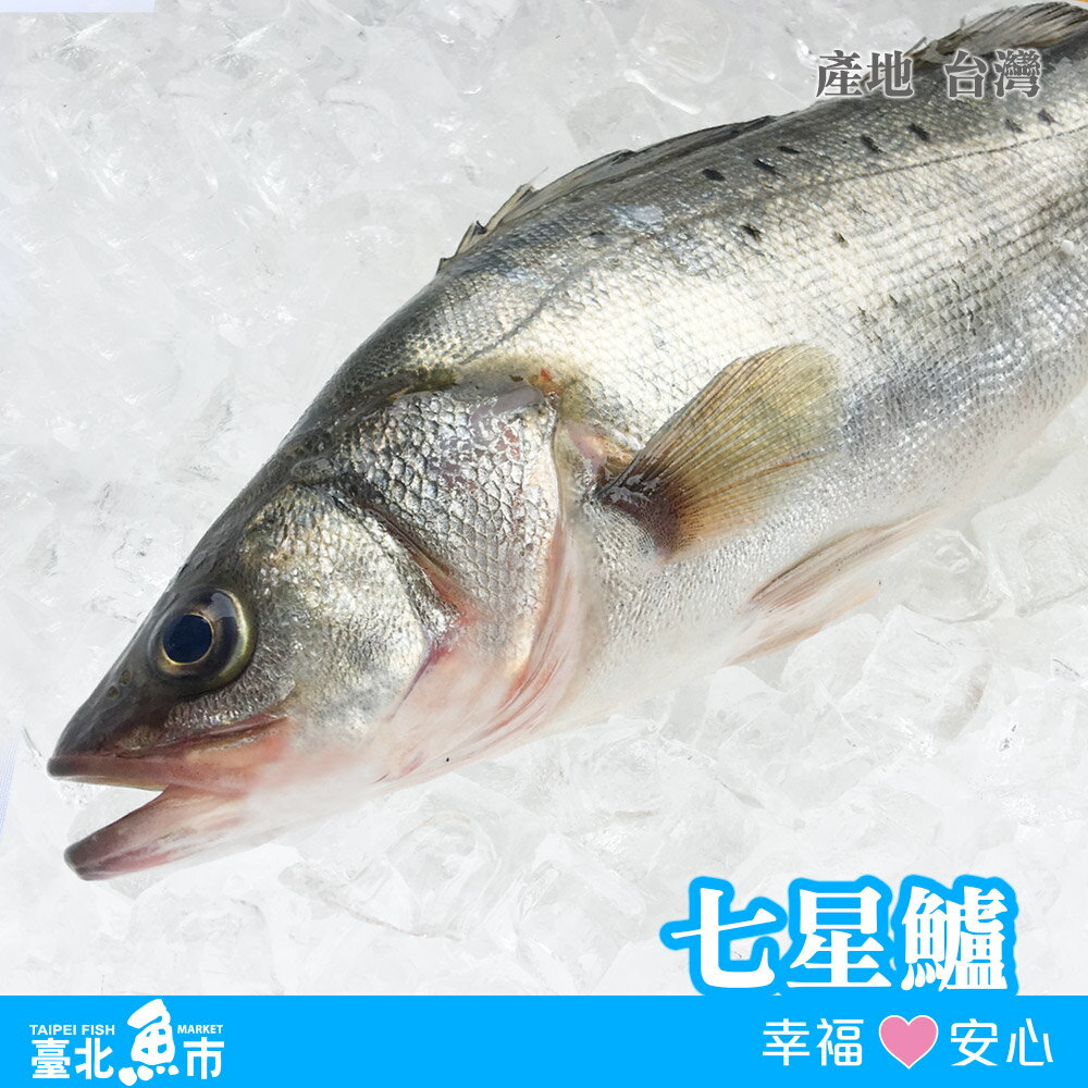 台北魚市 七星鱸530g 10 臺北魚市 Rakuten樂天市場