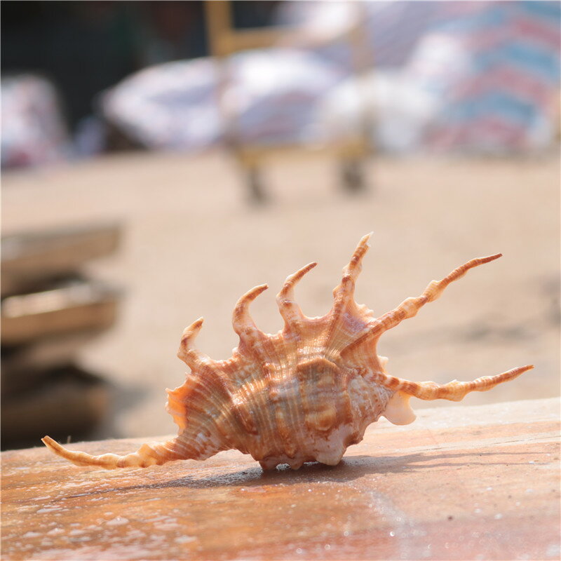 天然蠍子螺小海螺殼貝殼魚缸造景水族裝飾家居飾品櫥窗擺件工藝品