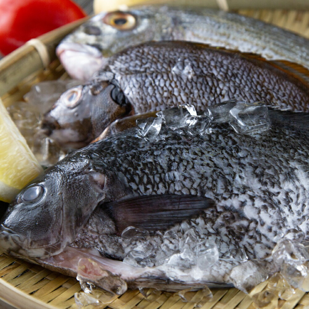 【有魚生鮮】🎁現流野生海魚組🎁 黑毛，午仔魚，鯛魚類