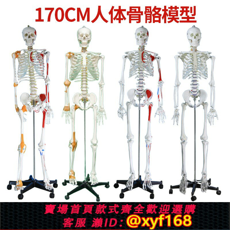 {保固一年 可打統編}自然大人體骨骼模型 170CM成人大白骷髏標本教學脊椎全身骨架模型