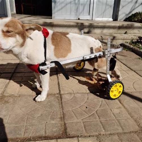 寵物助力車殘疾貓狗輪椅后肢癱瘓貓狗通用泰迪比熊柯基后腿支架車