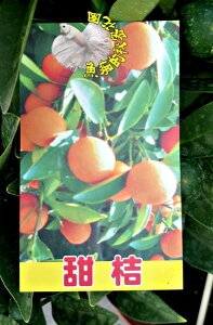 [大甜桔盆栽 日本甜桔樹 果變黃可以連皮吃] 6-8吋多年生活體果樹盆栽 室外植物~ 天氣冷果實多. 天氣熱果實會少很多